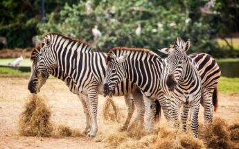 Baltijos perlas – Ryga, zoologijos sodas ir kruizas Rygos kanalu!