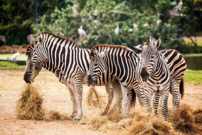 Baltijos perlas – Ryga, zoologijos sodas ir kruizas Rygos kanalu!