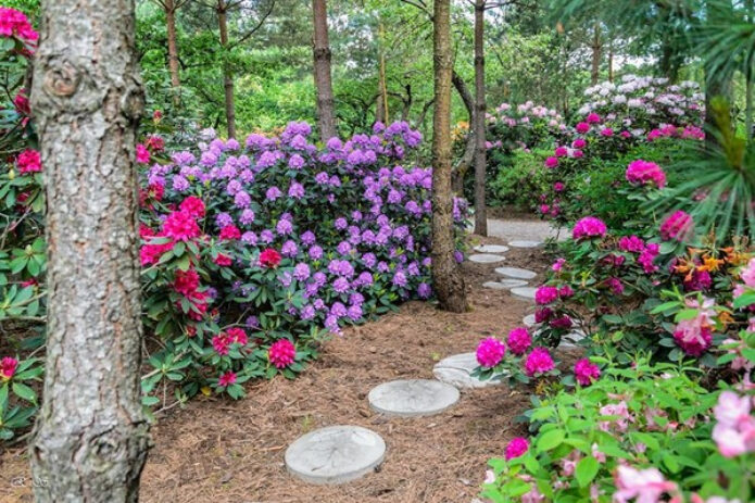 Baltų kelias, baroko vaišės ir rododendrų jūra botanikos sode!