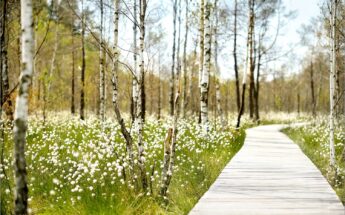 Lietuviška Atlantida, Pakalniškių pažintinis takas ir Dubravos rezervatas!