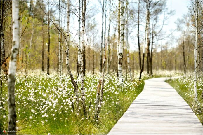 Lietuviška Atlantida, Pakalniškių pažintinis takas ir Dubravos rezervatas!