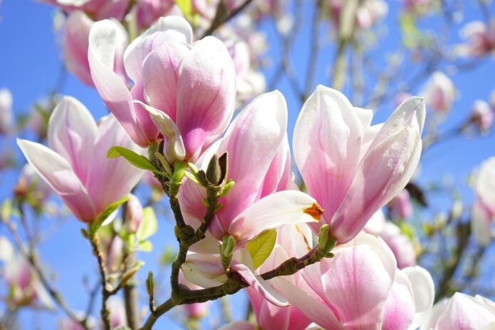 Kėdainių kraštas: magnolijų žydėjimas ir gardžios vaišės!