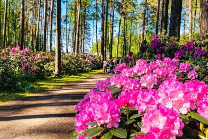 Pavasariniai Latvijos sodai: šaltalankiai, alyvos ir rododendrai!