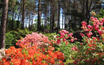 Rododendrų jūra botanikos sode, Baltų kelias ir „razbainikų“ vakarienė!