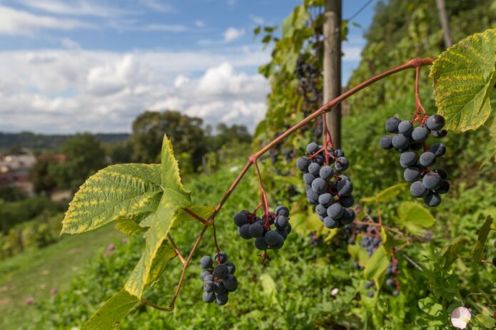 Svaiginanti degustacinė kelionė: Sabilės vynuogynas ir Kandava!
