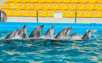 Sekmadienis Klaipėdoje su delfinais ir nemokamas Jūrų muziejus!