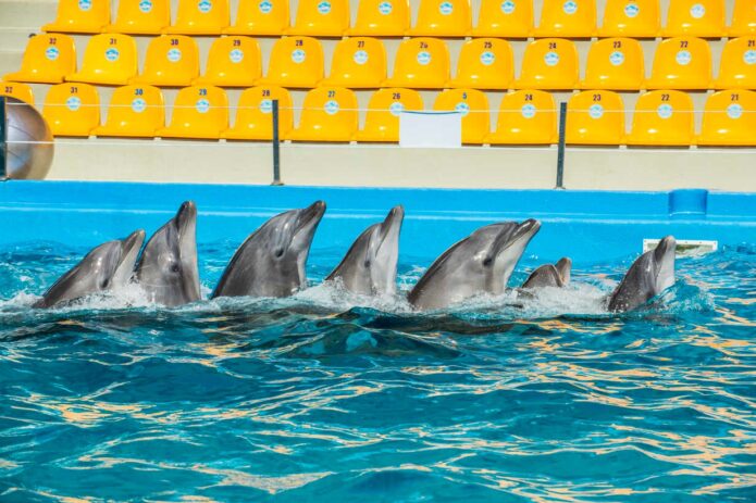 Sekmadienis Klaipėdoje su delfinais ir nemokamas Jūrų muziejus!