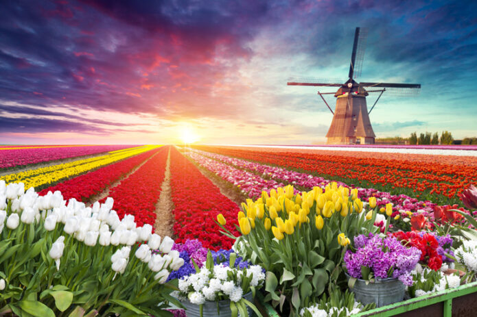Įspūdingas gėlių paradas Olandijoje ir legendiniai Vokietijos miestai!
