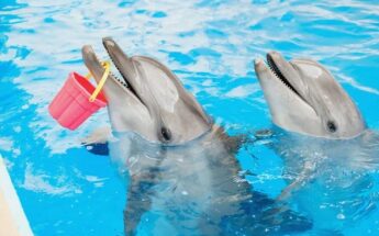 Sekmadienis Klaipėdoje su delfinais ir nemokamas Jūrų muziejus!