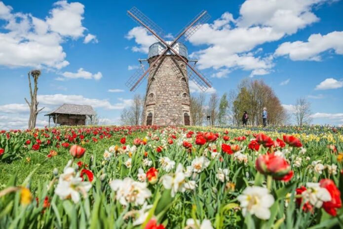 Tulpių žydėjimas Burbiškio dvare ir Mažoji Olandija Pakruojo dvare!
