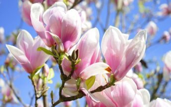 Tūkstančio magnolijų žydėjimas Kėdainių krašte ir gardžios vaišės!