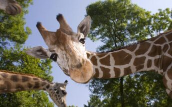 Kaunas, atsinaujinęs zoologijos sodas ir saldi šokolado edukacija!