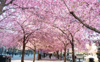 Pavasarinis kruizas į svaiginančiais sakurų žiedais pasipuošusį Stokholmą!