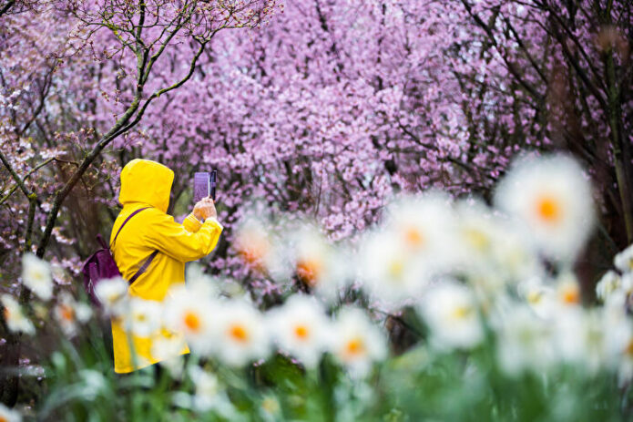 Pavasaris Berlyne – Šarlotenburgo rūmai ir vyšnių žydėjimas!