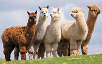 Įdomybių kupinas Molėtų kraštas ir alpakų ūkis!